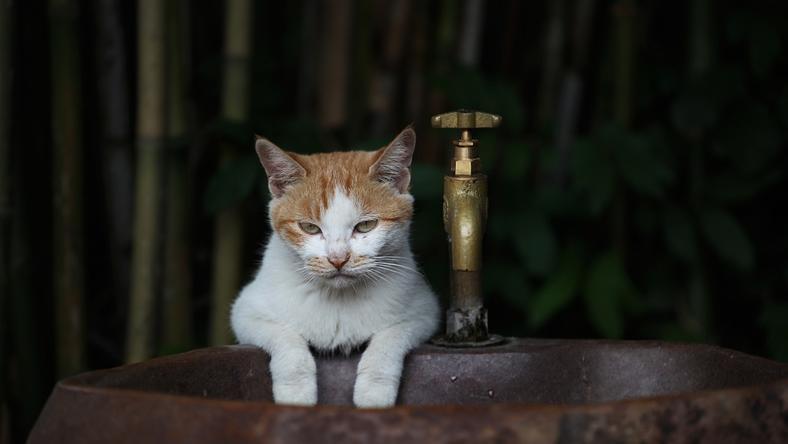 北上广的猫奴,是比社畜还卑微的工具人